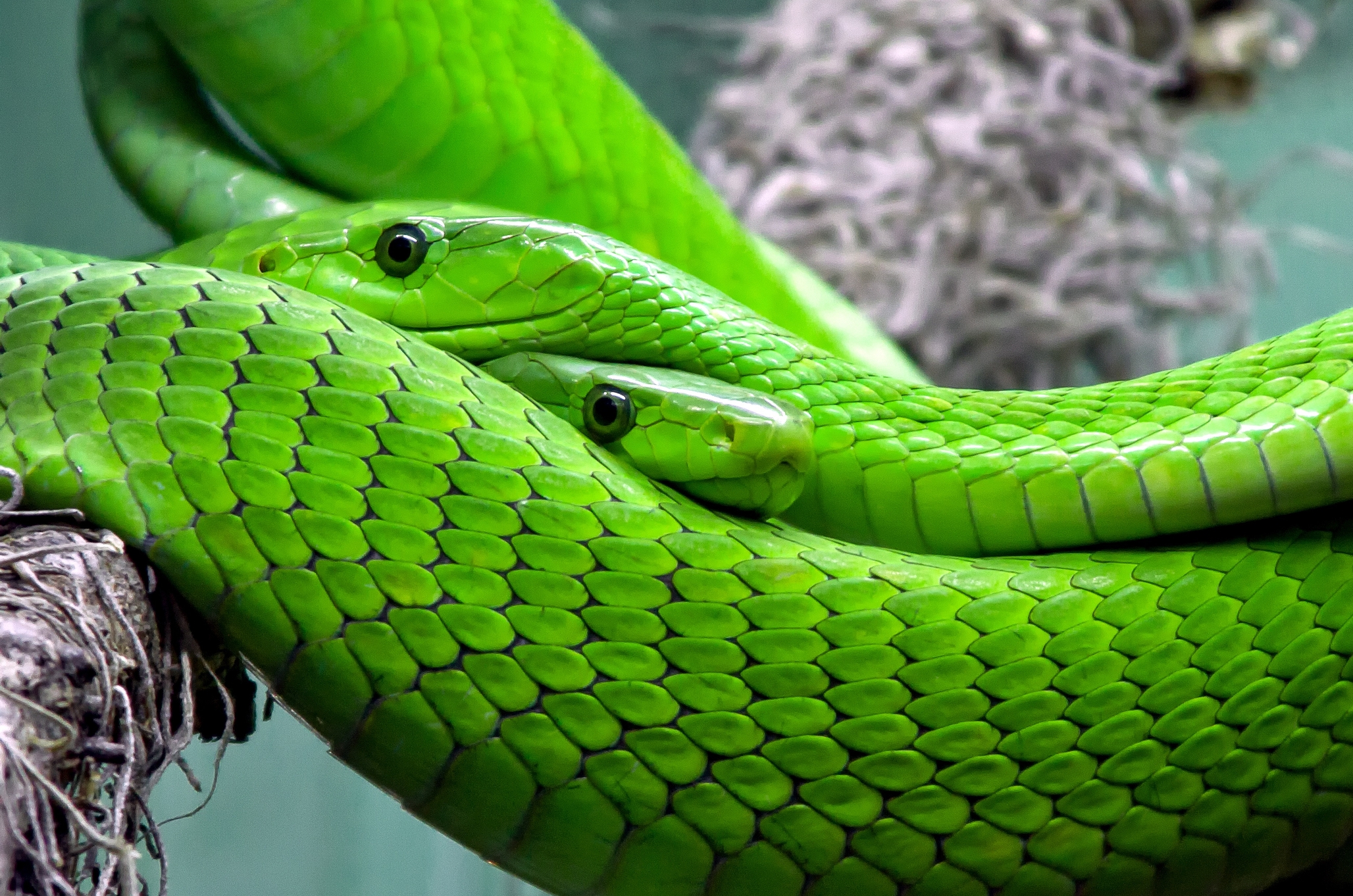 What can we learn from a snake playing dead?