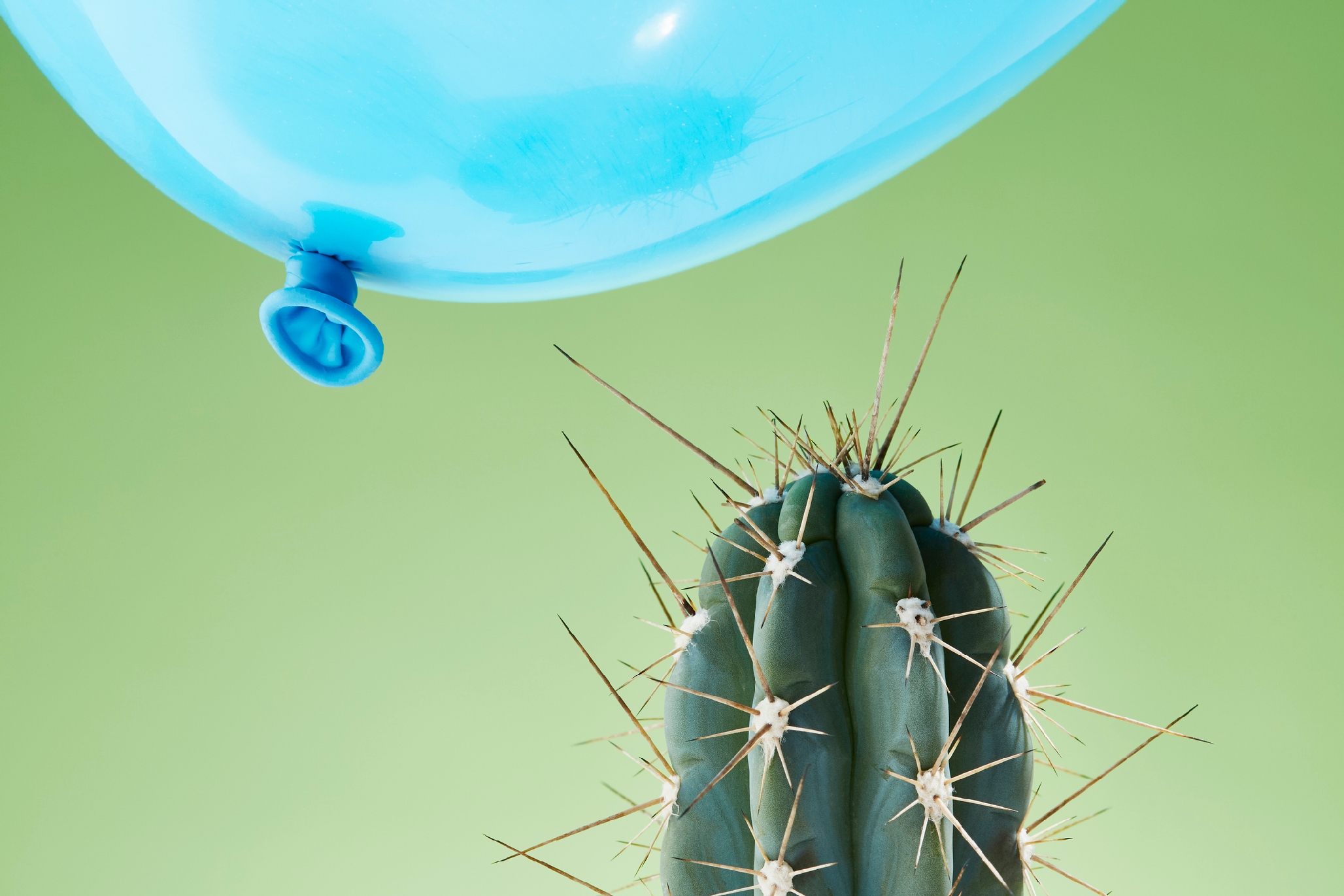 Photo of a balloon close to being popped by a cactus