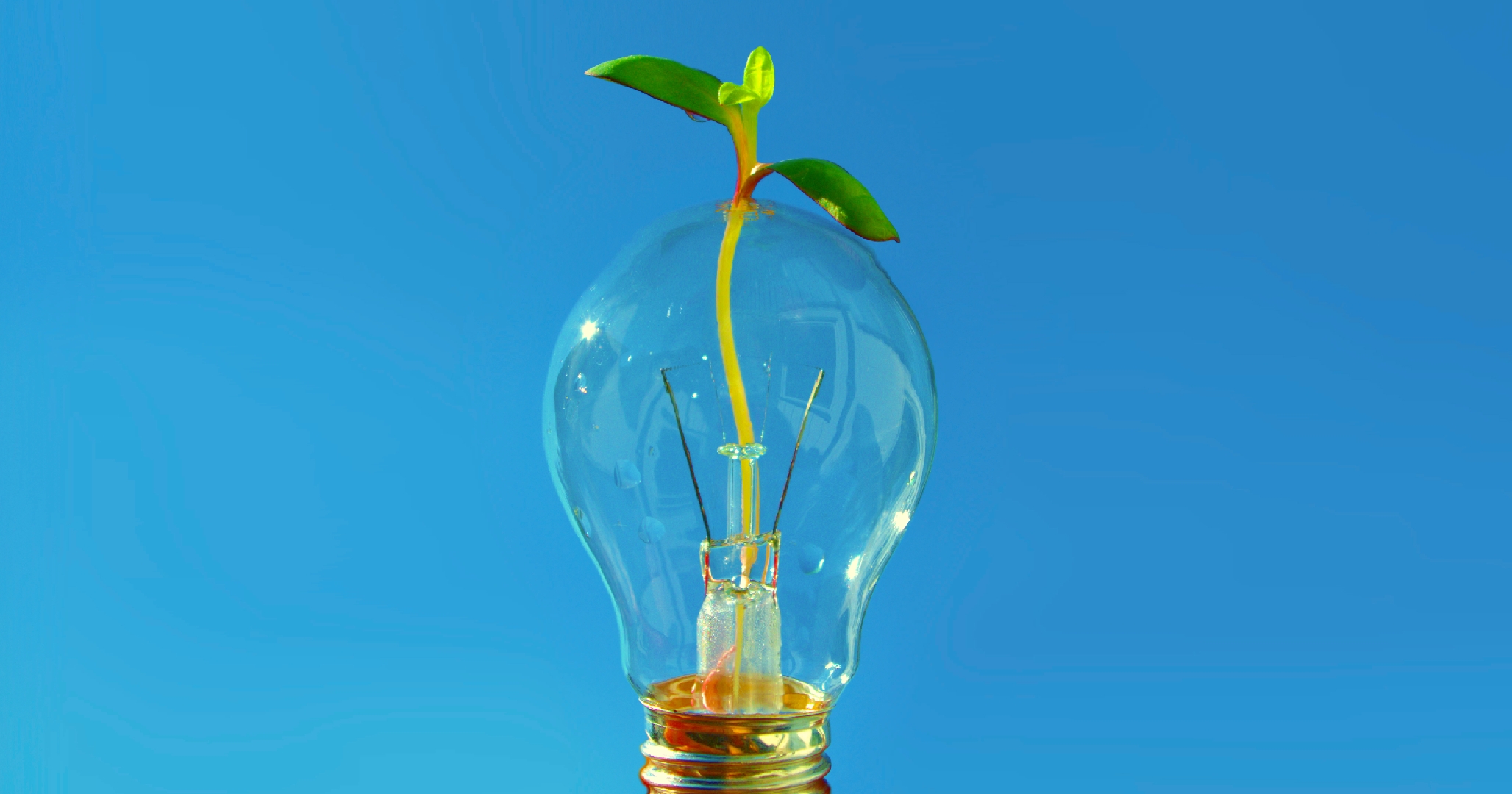 Photo of lightbulb with sapling growing inside