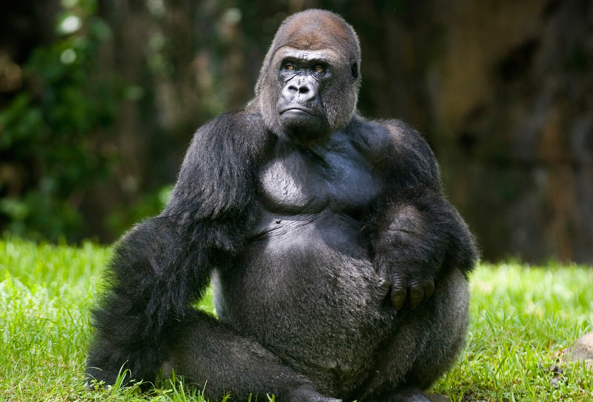Cover image for When It Comes to Market Leadership, Be the Gorilla