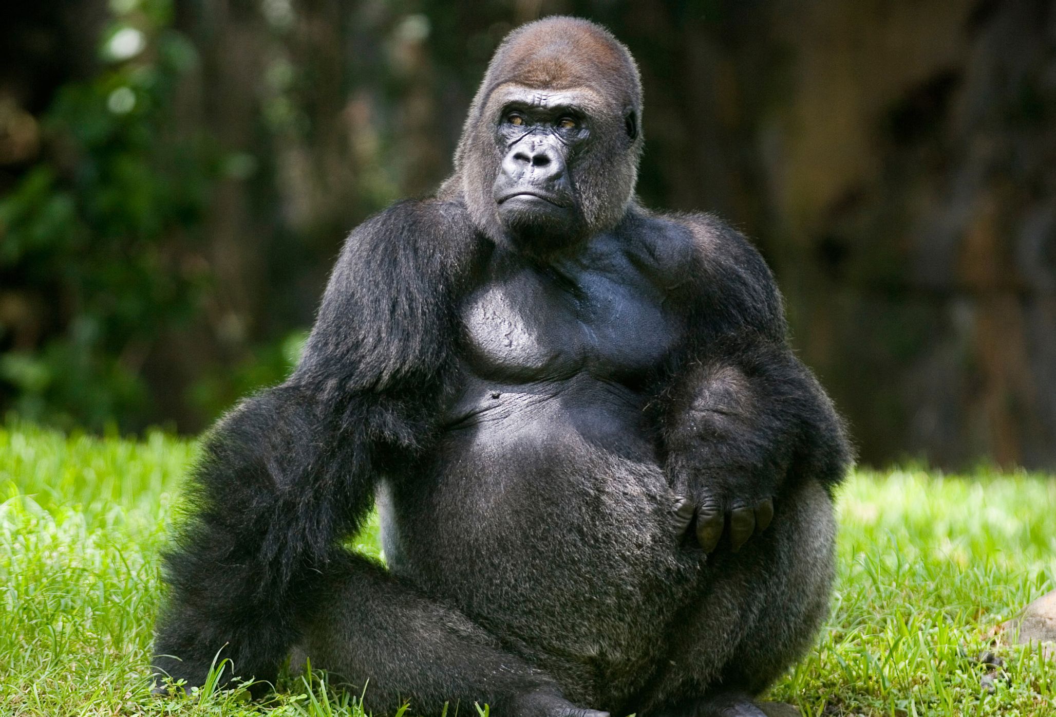 When It Comes to Market Leadership, Be the Gorilla